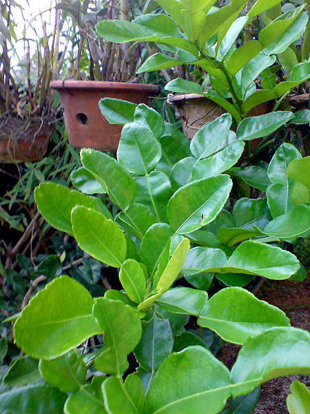 Daun Jambu Pucuk Jambu Kg Rm - Jambu biji sangat kaya akan vitamin c