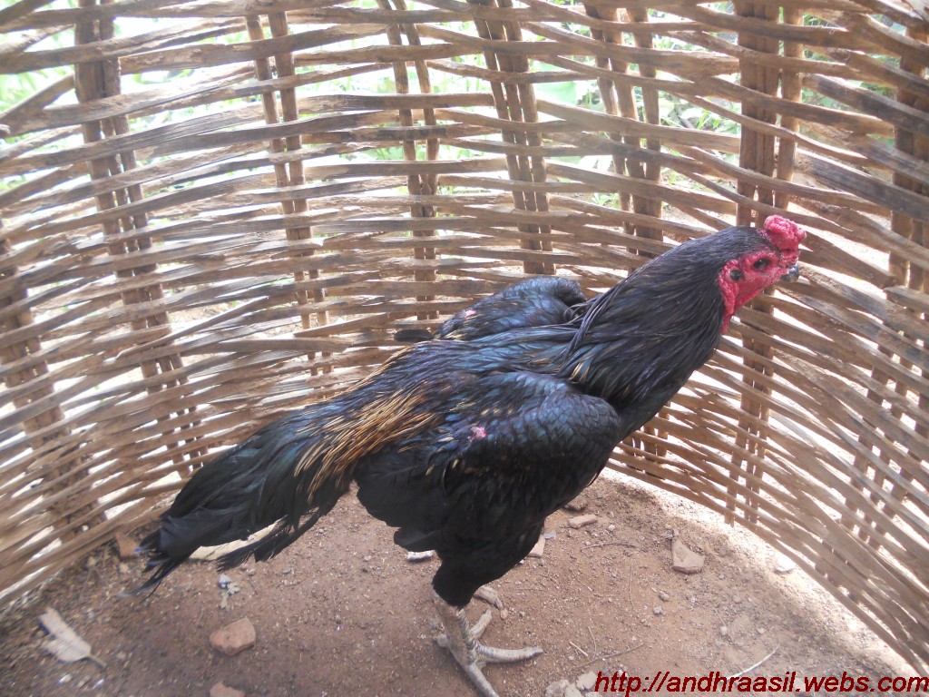Fighting Rooster: Kagar hen &kagar java Thai Breed