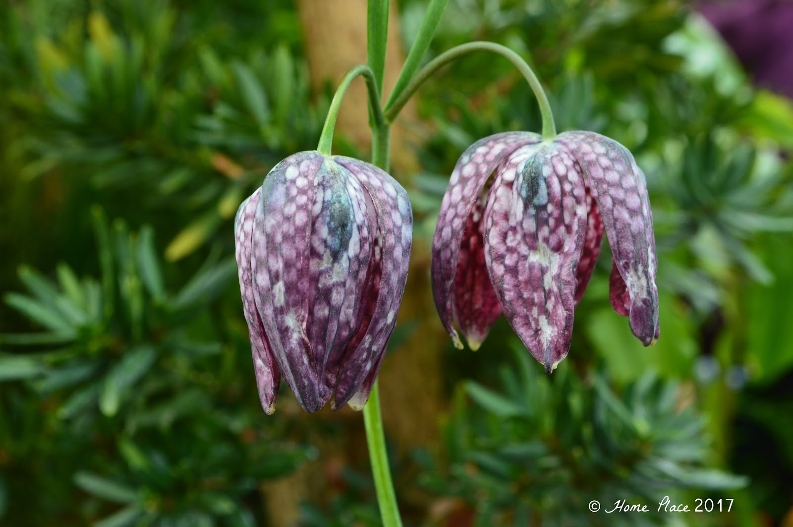 Home Place The Annual Spring Bulb Show at Smith College in Western Massachusetts