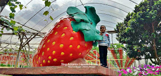 Holiday Cameron Highlands | Taman Agro Tourism Big Red Strawberry Farm & Cactus Valley