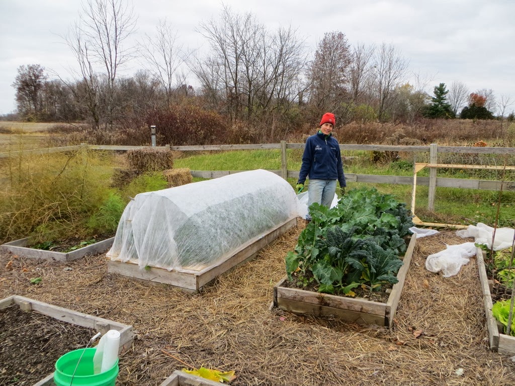 the common milkweed Sturdy Low Tunnels for Raised Beds, Part 2