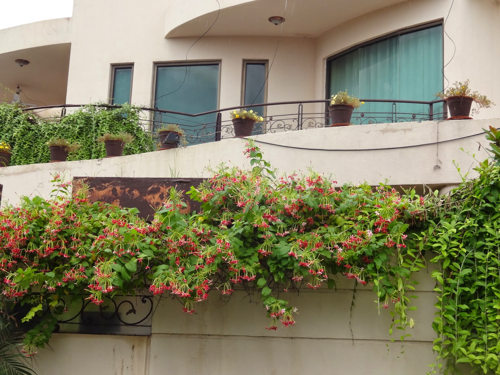 Plants of Lahore Pakistan Quisqualis indica Rangoon creeper (jhumka