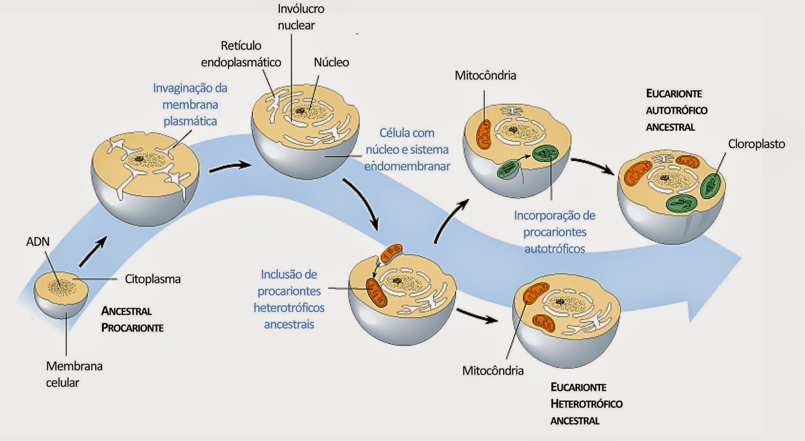 Tudo sobre bioquimica celular