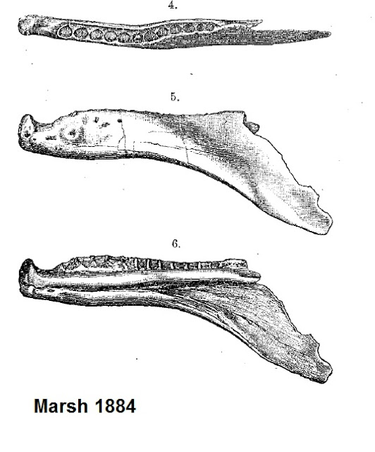 Theropoda: Labrosaurus ferox, nomen dubium, omen certum