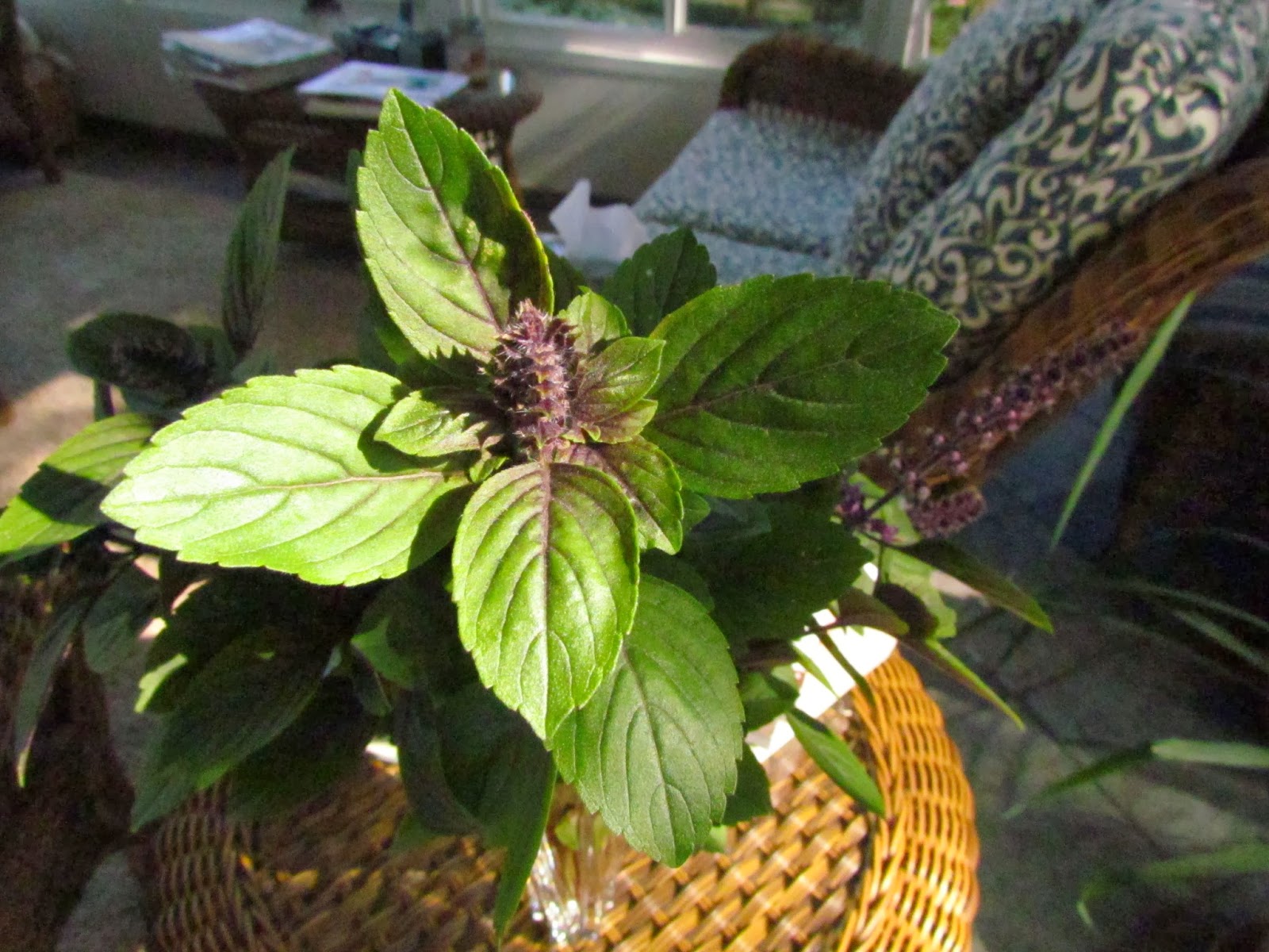The Healthy Nut Introducing African Blue Basil