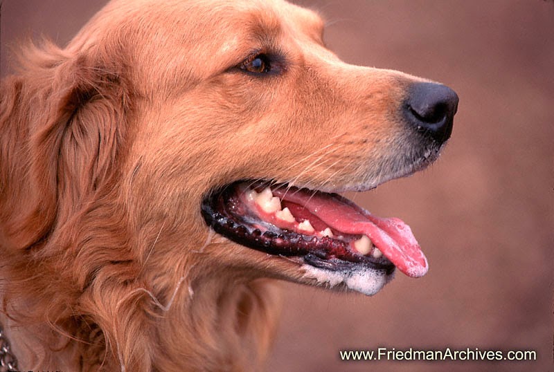 Почему собака часто открывает рот. Собака с открытой пастью. Здоровая собака.