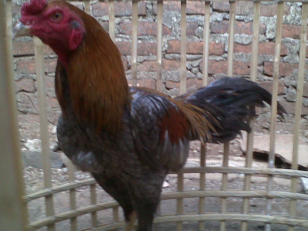 Populer 25+ Jual Beli Ayam Bangkok