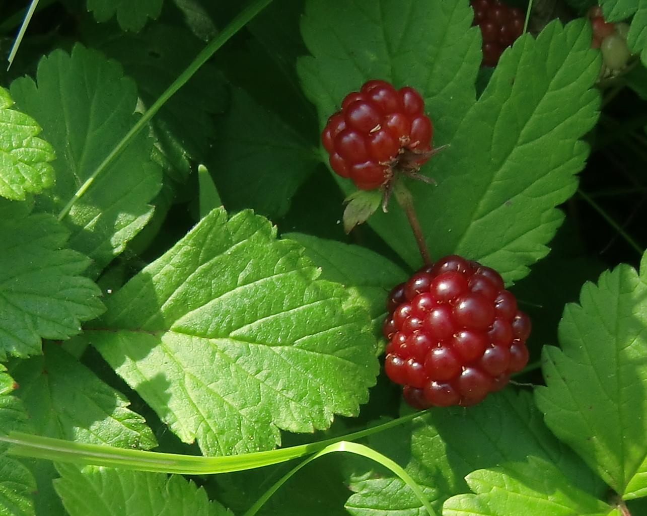 Ögonblick i norr: Snart dags
