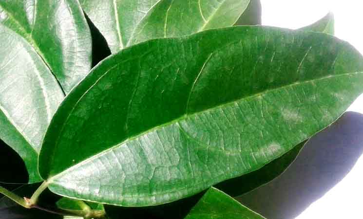5 Manfaat Daun Cincau Hijau Buat Konsumsi Kesehatan Tubuh - Ato