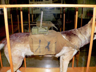 Perro bomba ruso