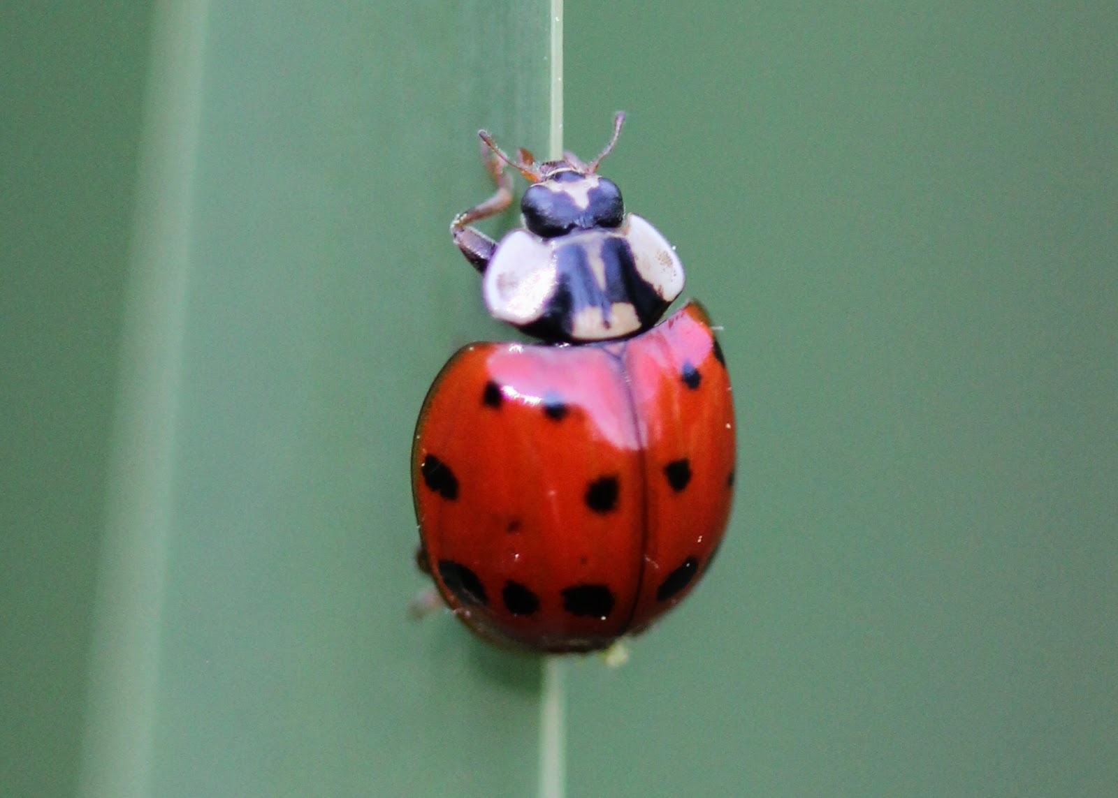 Ladybug & Cat Noir Awakening Streaming Vf Red House Garden: The Pink Spotted Ladybug