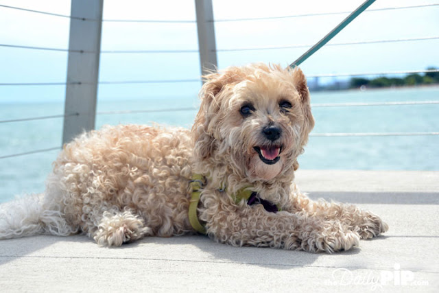 Ruby Visits Lake Michigan Ruby visits Lake Michigan with her new family because rescue matters