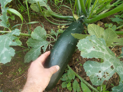 Courgettes Zucchini Growing your own The 80 Minute Allotment September