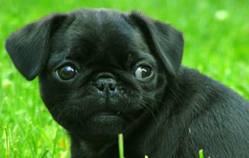 Cute Puppy Dogs black pug puppies