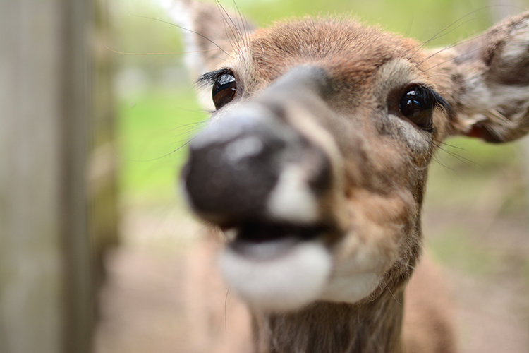 Bay Beach Wildlife Sanctuary | My Darling Days Bay Beach Wildlife Sanctuary | My Darling Days