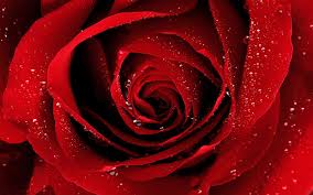 red rose beautiful wallpapers roses