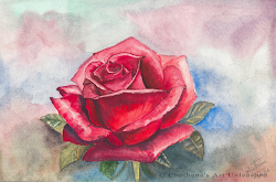 rose acrylic roses watercolor painting paintings water watercolour unleashed attempt capture pad chethana artranked