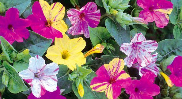 Contoh Tanaman Bunga Berumah Satu - Informasi Seputar Tanaman Hias