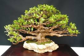 Hal Menarik Tentang Pohon Bonsai Serut