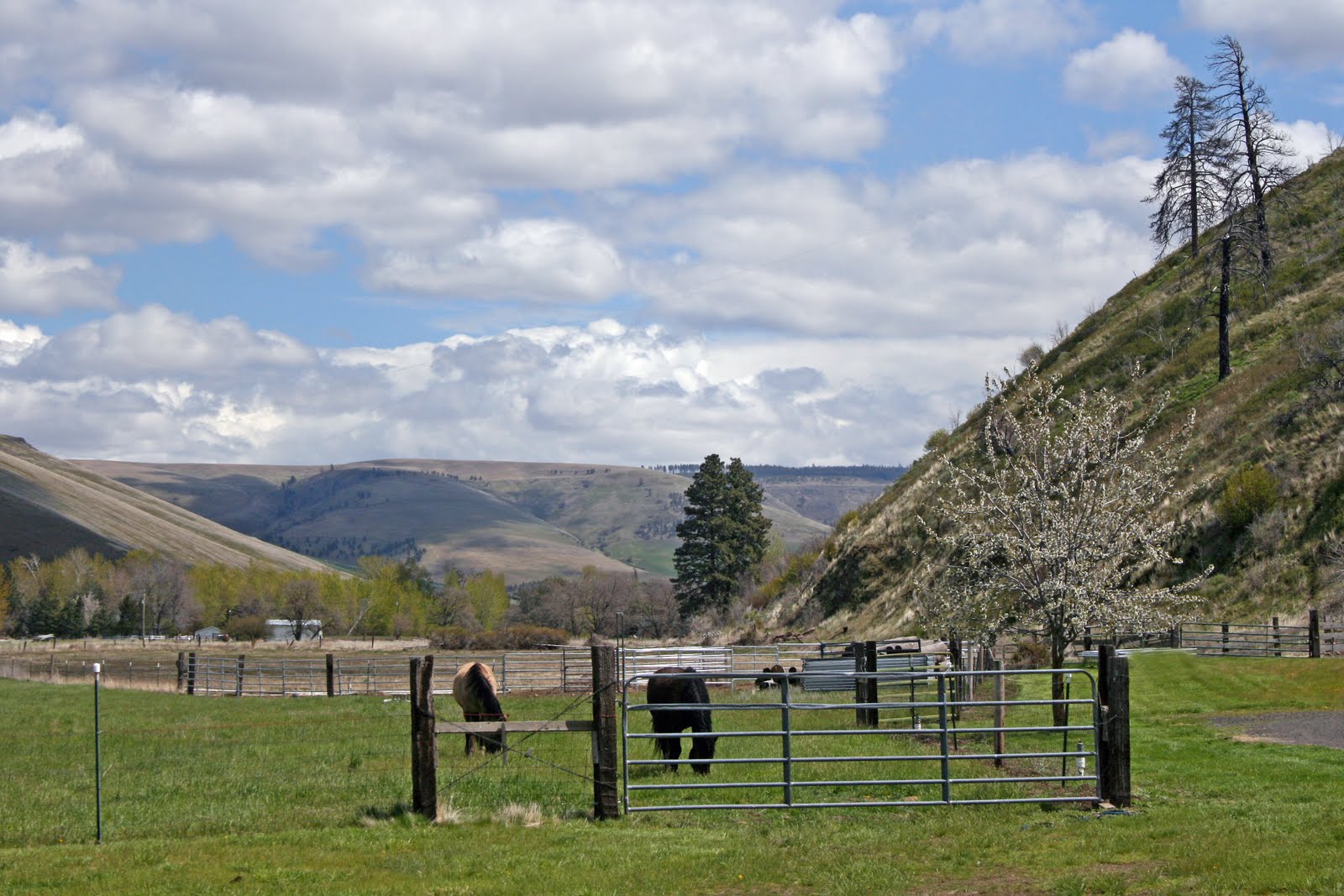Log Home For Sale Dayton, Washington