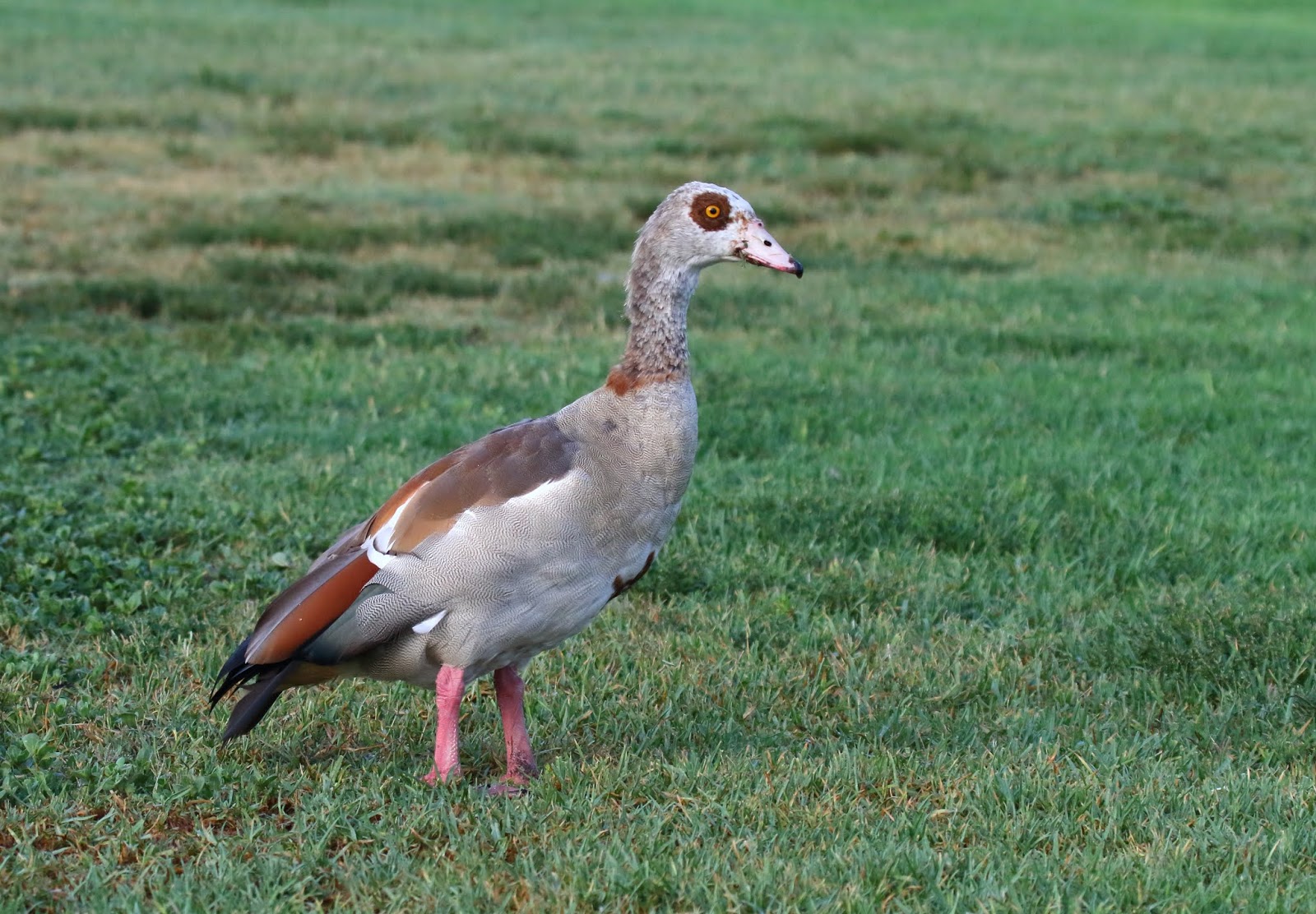 My 600th eBird species Greg in San Diego