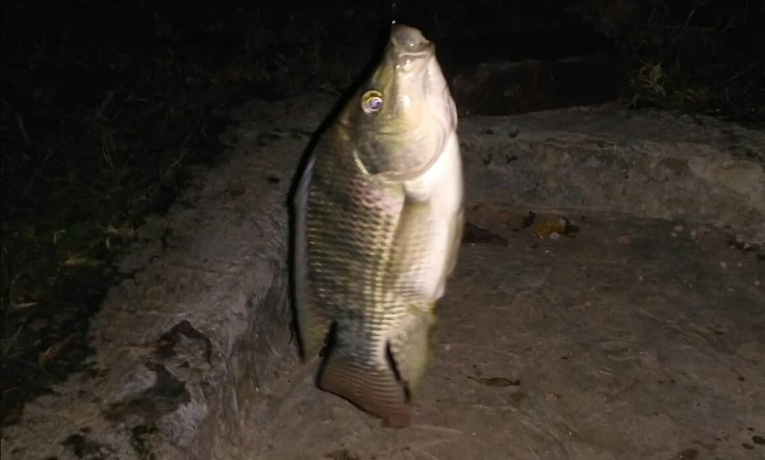 Umpan Mancing Ikan Nila Malam Hari Rajaumpan Com 2020