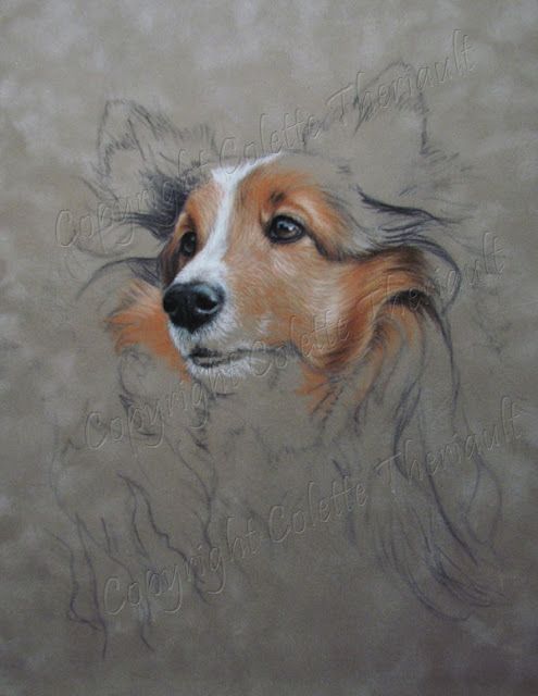 Shetland sheepdog painting in pastel by animal artist Colette Theriault