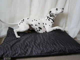 very happy Dalmatian rolling on expedition dog bed 