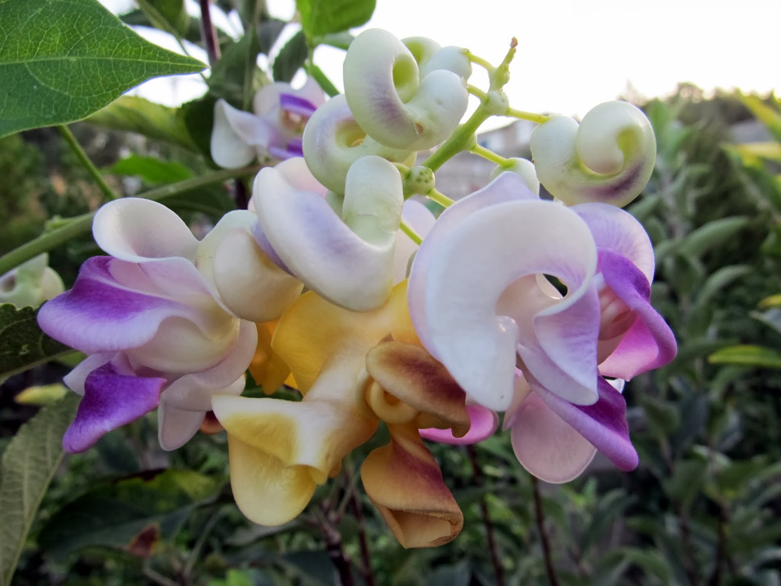 Cittaslow Botanik Park Adi Izmir Le Ozdesmis Bir Cicek Selluka