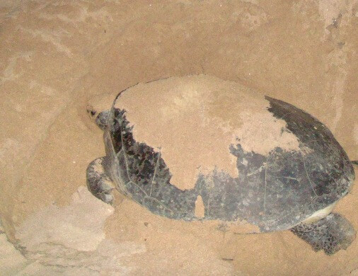Baby Sea Turtle Release In Kuta Beach & Sea Turtle Conservation Centre , Kuta Beach Turtle Hatchery 