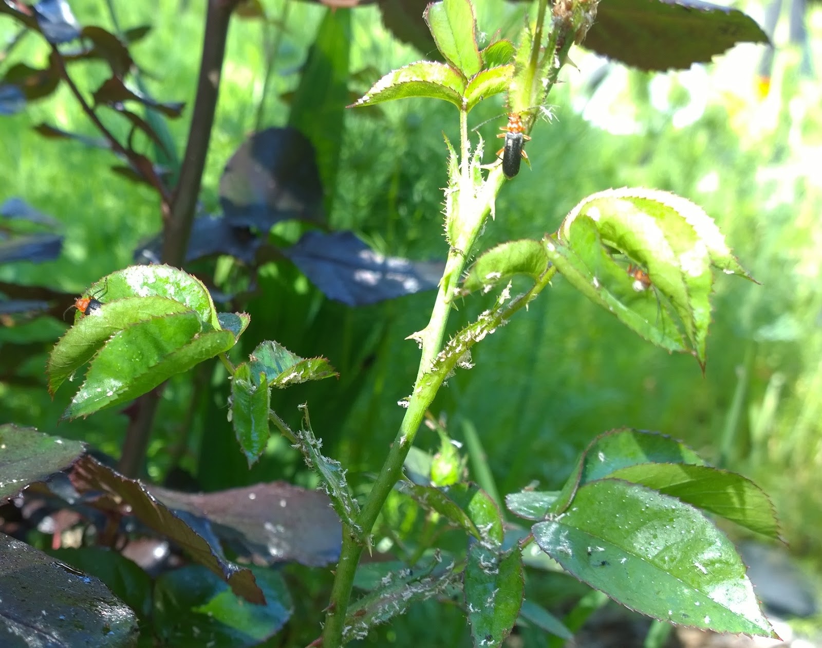 Garden Grants Pass The Natural Gardener Aphids on Roses are Good
