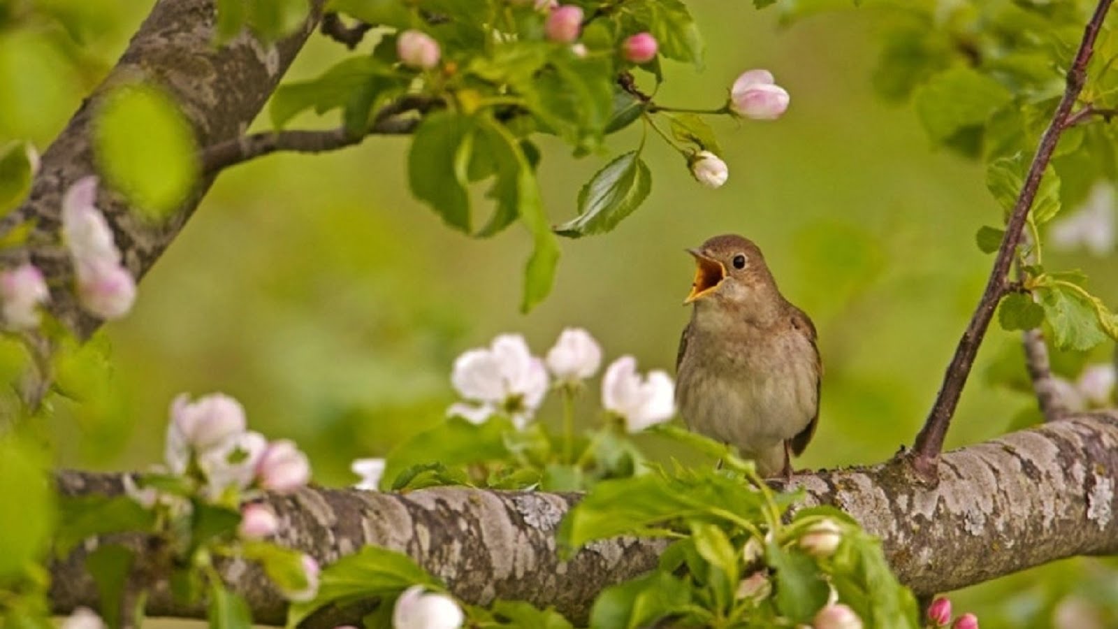 Раннее пение птиц. Соловьиная роща Соловей. Птица в цветущем саду. Птицы в яблоневом саду.