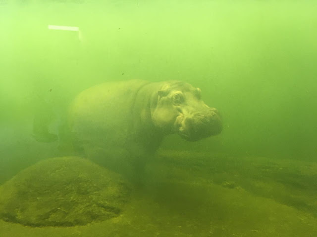 ZOO i Afrykarium, Ogród Zoologiczny, Wrocław