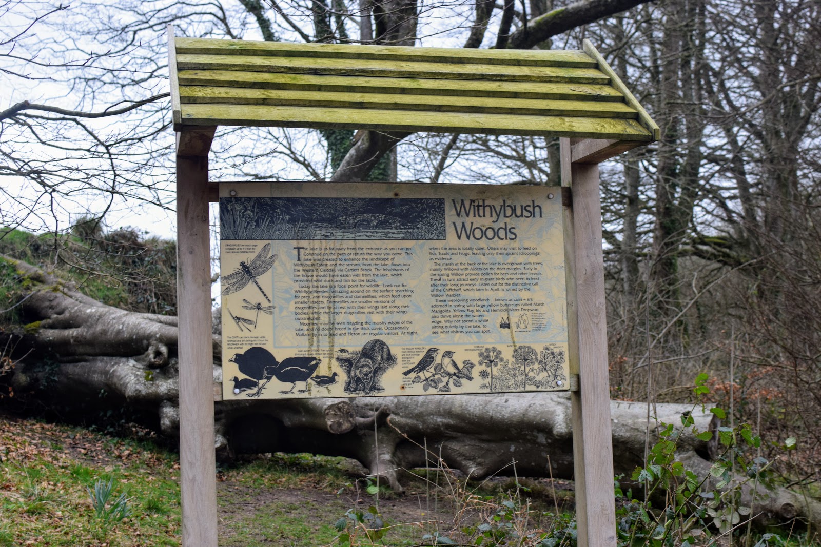 , Signs of Spring at Withybush Woods