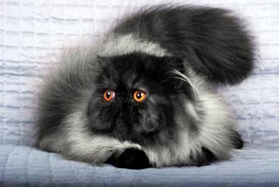 Gatos Persas -Fidus Aurea: Como introducir un nuevo gato en casa