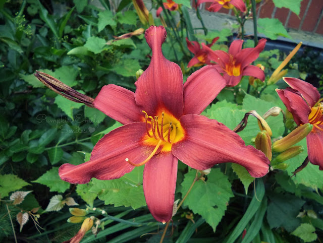 A red Lily