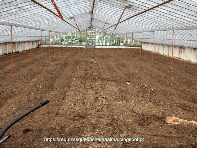Plantação do Ananás Augusto Arruda