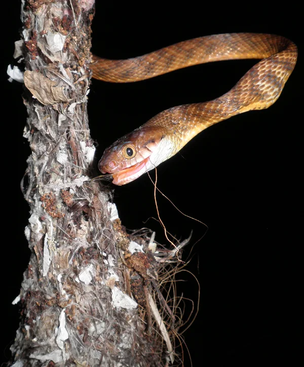 The snake is adjusting its jaws after its meal