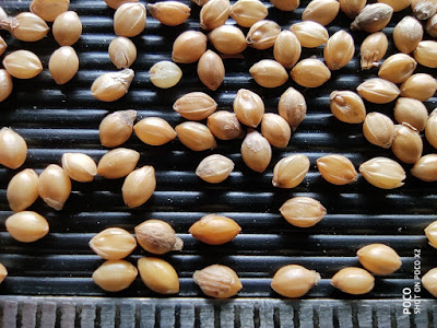 Close-up photo of Foxtail Millet grains.