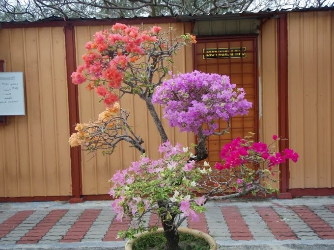 Bonsai Bunga Kertas atau Bougenville (Chrysogonum Peruvianum)