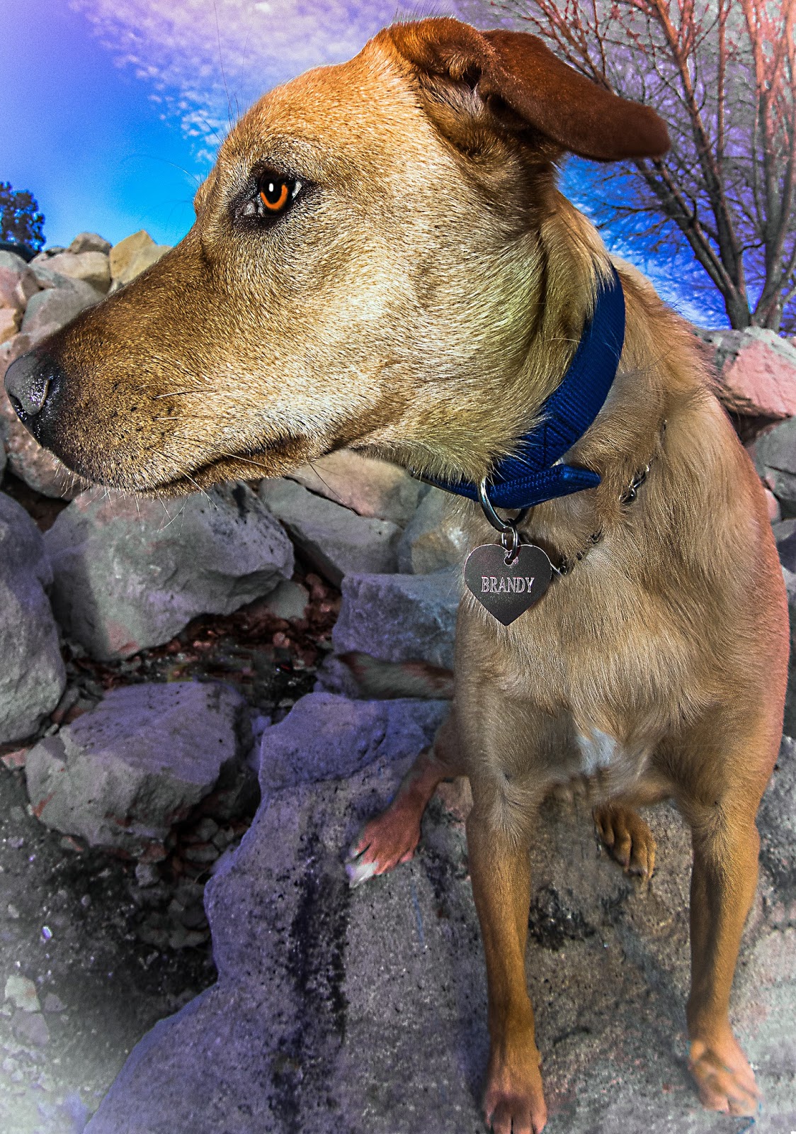 PENTAX DSLRs More Bobble Head dog pictures.