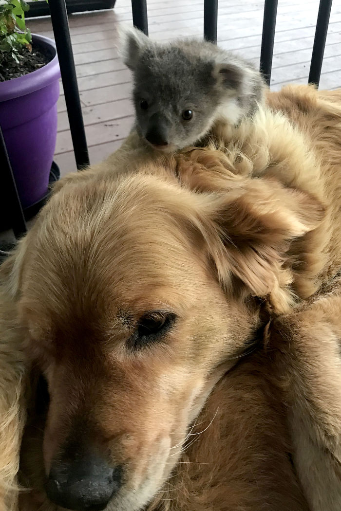 Golden Retriever Surprised Her Owner When She Rescued A Baby Koala