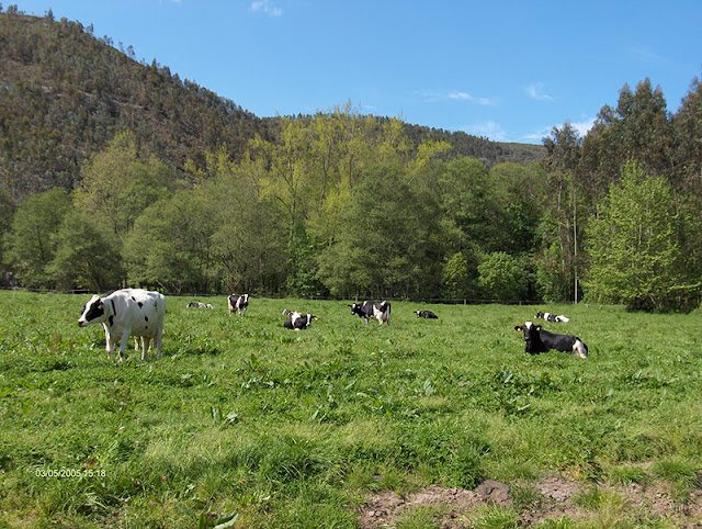 Vacas en Frieras