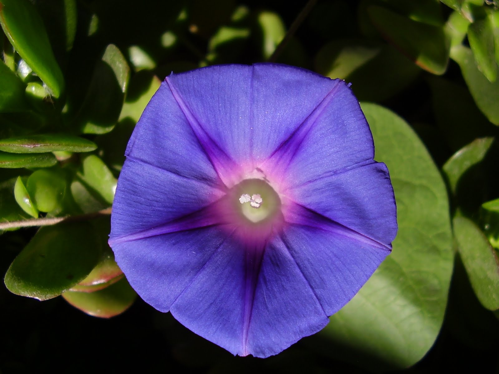 Mi Mano de Yeso: Macros del jardín