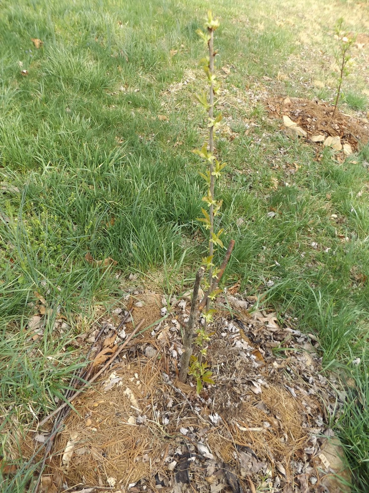 Blooming Fruit trees in the food forest Gardening Forums