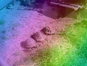 Perspektiven eines Küstenjungen (+ Verlosung): Schildkröten mal in Regenbogenfarben - ein Effekt der Kinder-Kamera.