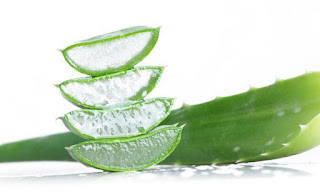 aloe vera(ghekora) health and skin benefits in urdu 2