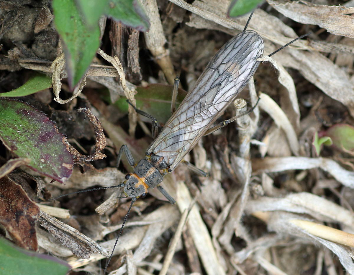 MObugs: Stoneflies