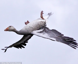 upside down goose geese fly birds landing photoshop flying loose wings flight plane whiffling inverted flip dive upright slow clever