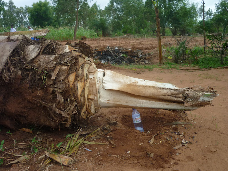 Fabrication du sodabi